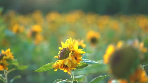 Sunflower Stock Footage 165933936