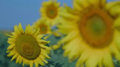 Sunflower Stock-Footage 166858191