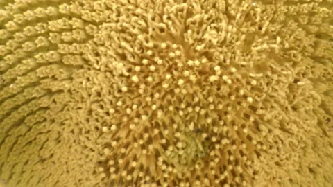 Sunflower Stock Footage 171559517