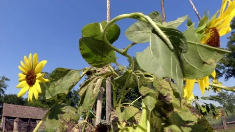Sunflower Stock Footage 171580103