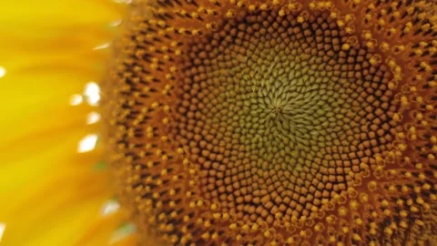 Sunflower Stock Footage 171763166