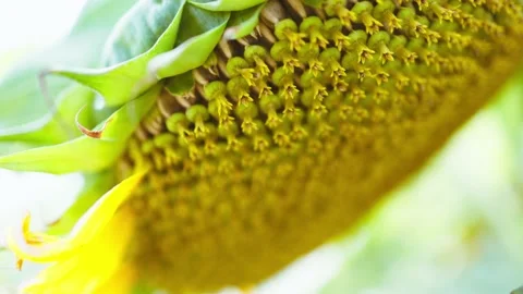 Sunflower Stock-Footage 172118724