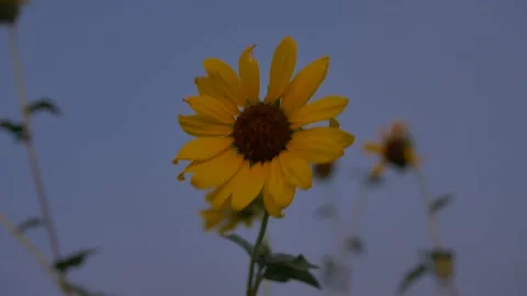 Sunflower Stock Footage 204118291