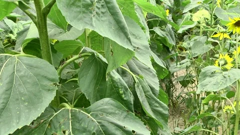 Sunflower. Video stock 223815111