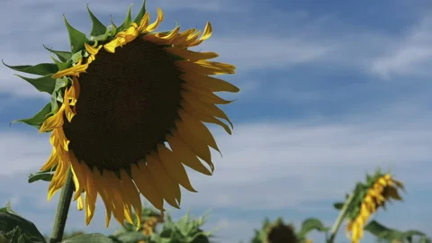 Sunflower Stock-Footage 236812713
