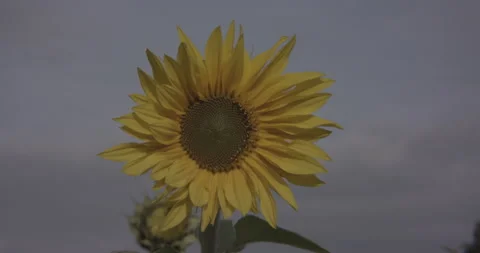 Sunflower Stock Footage 239992735