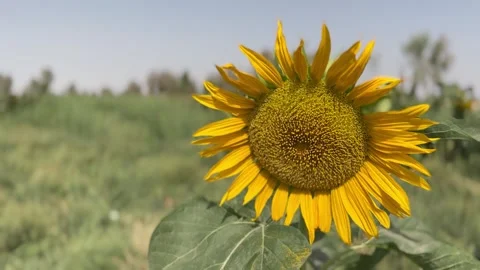 Sunflower Stock Footage 244131521