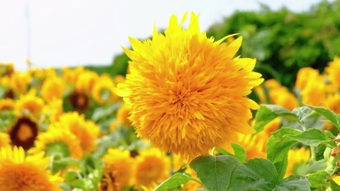 Sunflower Stock Footage 245886294