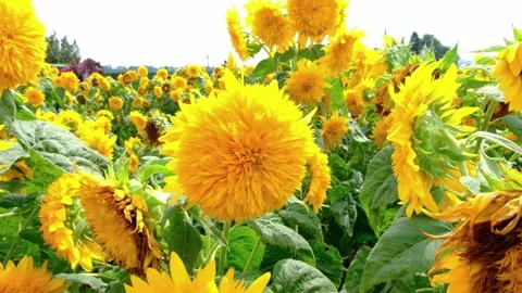 Sunflower Stock Footage 246929115