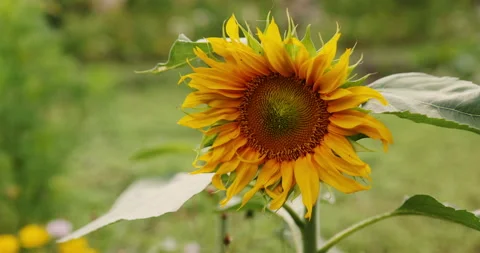 Sunflower Stock Footage 246976265