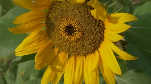Sunflower Stock Footage 247040904