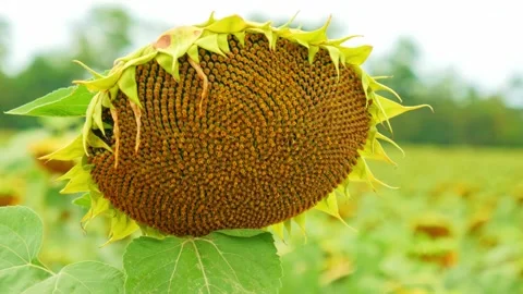 Sunflower Stock Footage 248460698