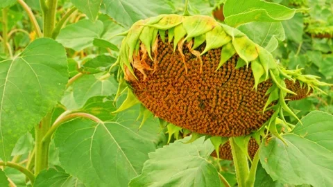 Sunflower Stock Footage 248461240