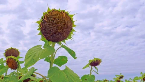 Sunflower Stock Footage 248461297