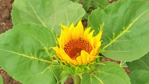 Sunflower Stock Footage 248461371