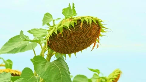 Sunflower Stock Footage 248462143