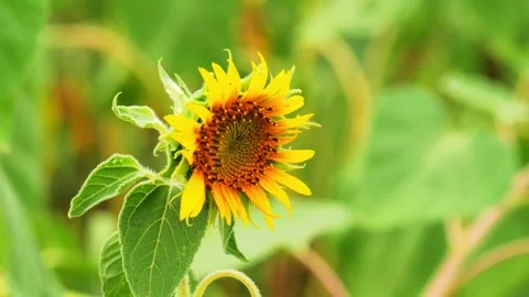 Sunflower Stock Footage 248462744
