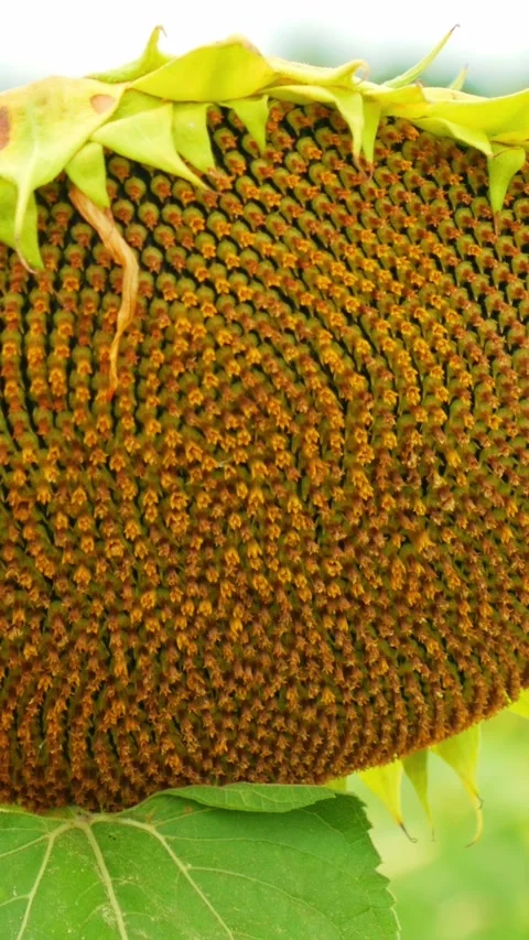 Sunflower 스톡 동영상 248491324