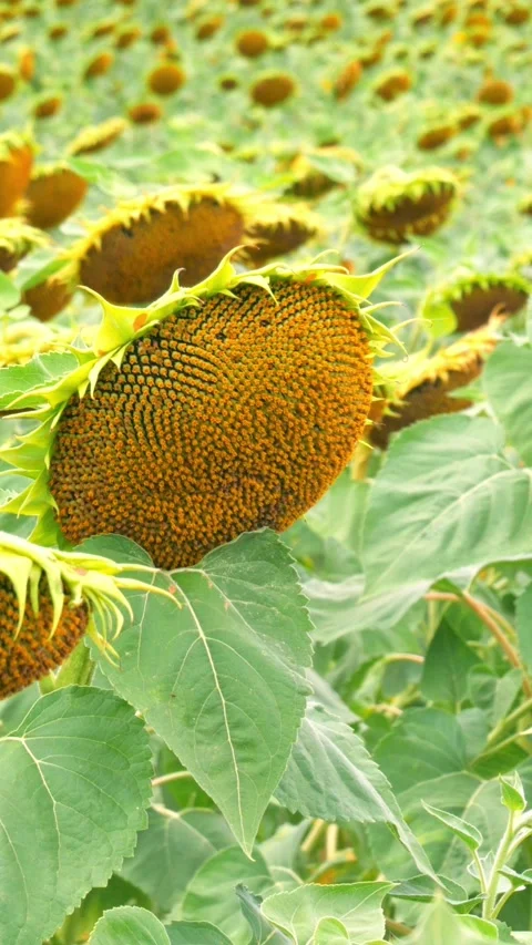 Sunflower Stock Footage 248491476
