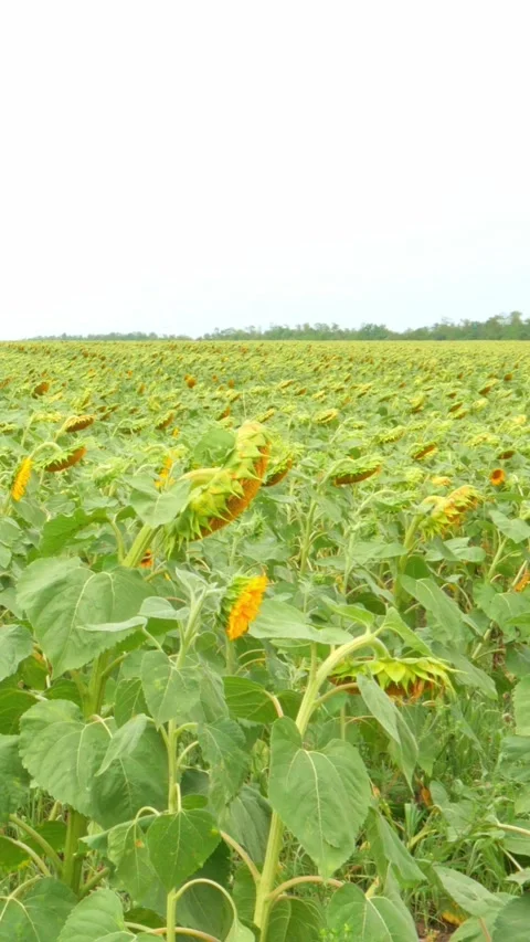 Sunflower Video stock 248493407