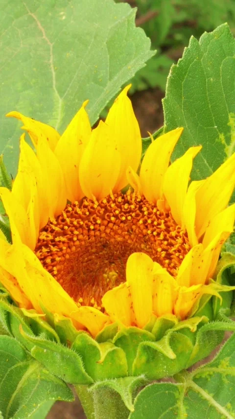 Sunflower Stock Footage 248493502