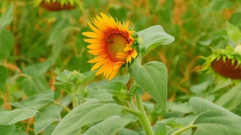 Sunflower Stock Footage 248545821