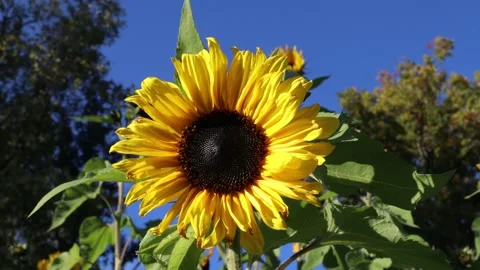 Sunflower. Stock Footage 255966287