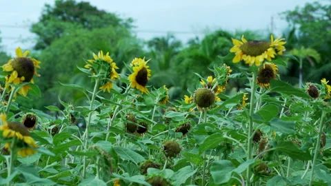 Sunflower Stock Footage 260365777