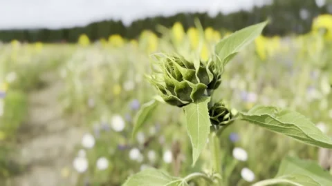 Sunflower Stock Footage 282400946