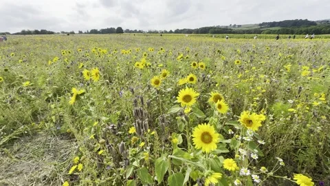 Sunflower Stock Footage 282400953