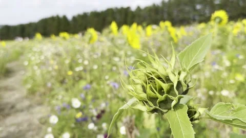 Sunflower Stock Footage 282400961