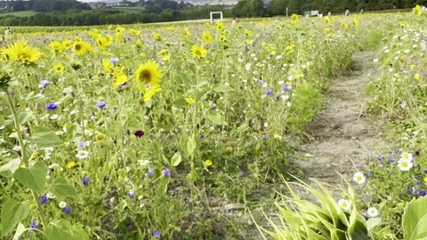 Sunflower Stock Footage 282400962