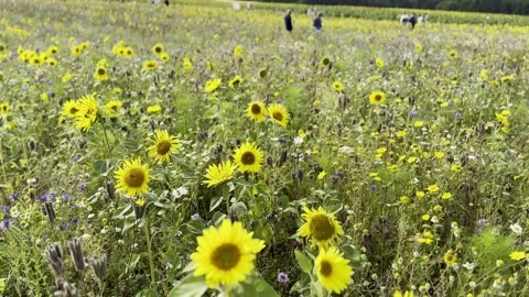 Sunflower Stock Footage 282400963