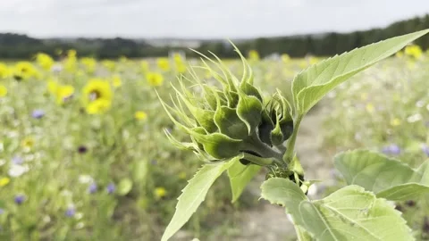 Sunflower Stock Footage 282400967