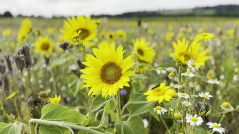 Sunflower Stock Footage 282400972