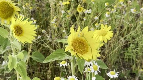 Sunflower Stock Footage 282400982