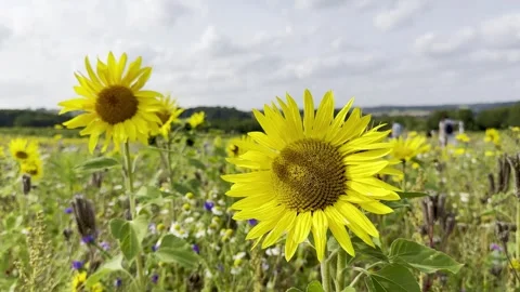 Sunflower Stock Footage 282400988
