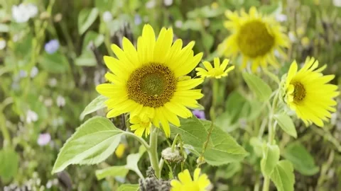 Sunflower Stock Footage 282400993