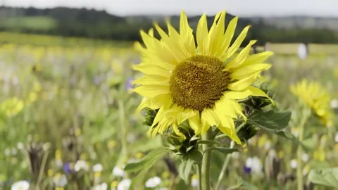 Sunflower Stock Footage 282401006