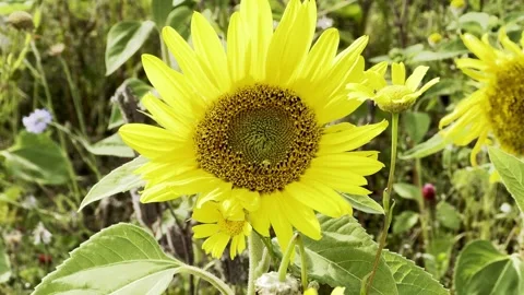Sunflower Stock Footage 282401007
