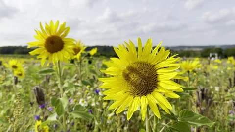 Sunflower Stock Footage 282401012