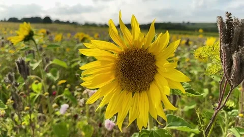 Sunflower Stock Footage 282401013