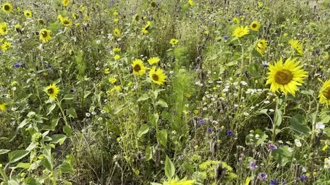 Sunflower Stock Footage 282401014