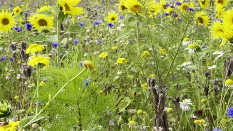 Sunflower Stock Footage 282401028