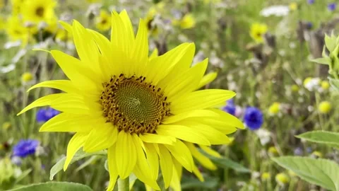 Sunflower Stock Footage 282401032