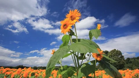 Sunflower 스톡 동영상 327554003