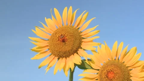 Sunflower Stock Footage 330757850