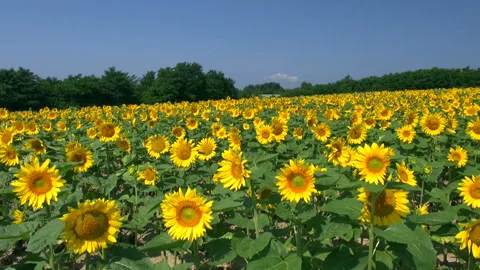 Sunflower Stock Footage 332390453