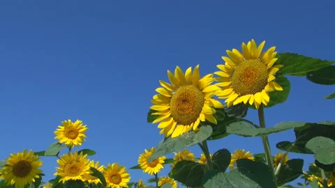 Sunflower Video stock 332390465