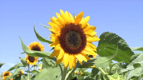Sunflower Video stock 332398409